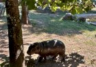 Hipopótamo-Pigmeu em risco de extinção nasce no Zoo Santo Inácio
