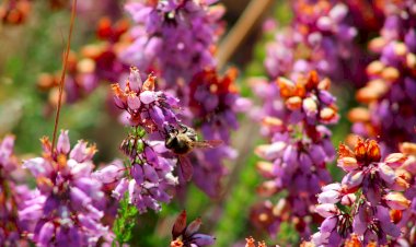 Penacova acolhe campos para alimentar abelhas