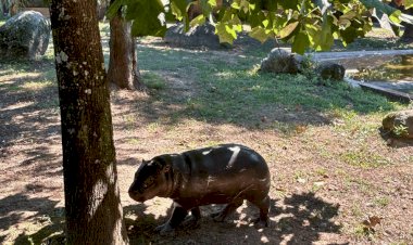 Hipopótamo-Pigmeu em risco de extinção nasce no Zoo Santo Inácio