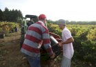 MONDA - Feira Agrícola da Tocha pretende desenvolver agricultura local e regional