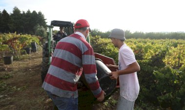 MONDA - Feira Agrícola da Tocha pretende desenvolver agricultura local e regional