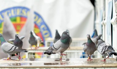 Elite mundial da Columbofilia reunida em Mira a 21 de Setembro