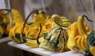 Soza recebe a XII Feira da Abóbora