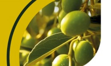 CEPAAL Impulsiona Conhecimento no Sector Olivícola Nacional com Webinar