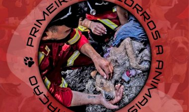 Formação de Primeiros Socorros a animais de estimação em Sardoal