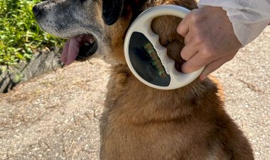 Vacinação antirrábica  descentralizada em vários lugares do concelho 