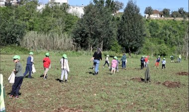 Alunos de Serpins semeiam campo de alimentação para abelhas