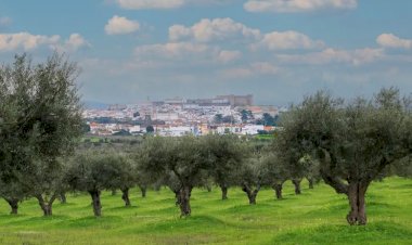 Campo Maior celebra o azeite português de 22 a 25 de Maio