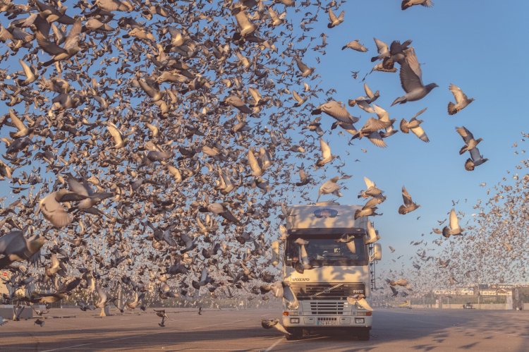 Milhares de pombos-correio voam sobre a Península Ibérica