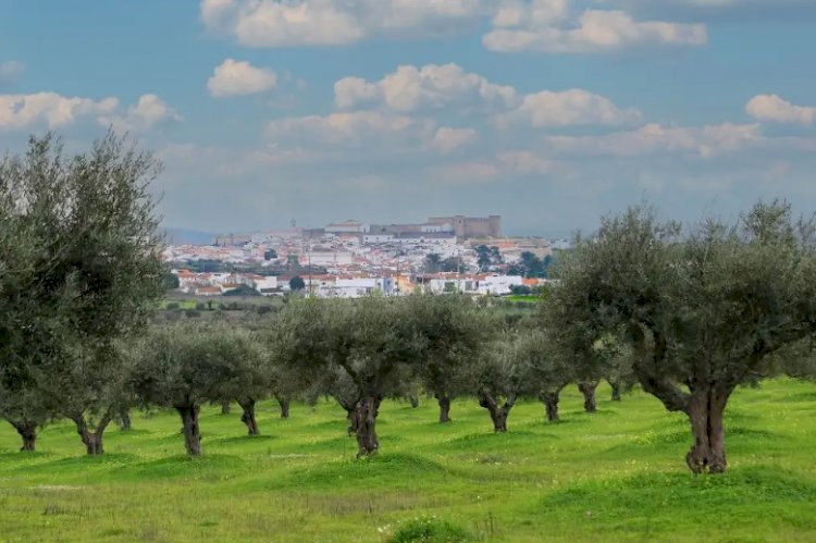 Campo Maior celebra o azeite português de 22 a 25 de Maio