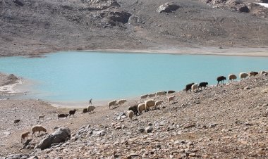 Exposição internacional “Trilhos de Erva e Rocha: Formas de pastorícia Itinerante na Europa”