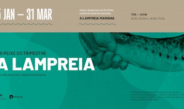 Aquamuseu promove exposição sobre a pesca da lampreia marinha